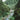 Mountain Forest Landscape