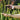 Person holding a bottle of liquid next to green ferns